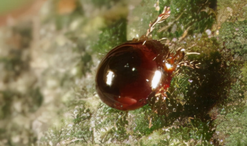 土壤里活躍著各種微生物，是土壤肥沃的重要組成部分