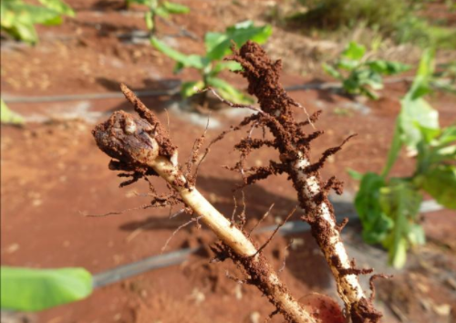 土壤里活躍著各種微生物，是土壤肥沃的重要組成部分