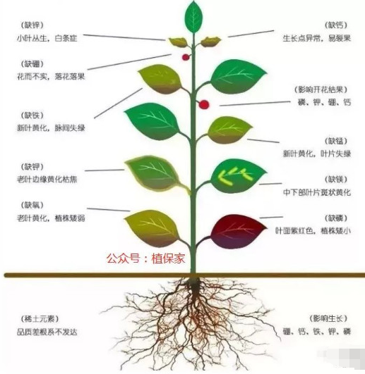 告急！別再只上氮磷鉀了！我國一半的土壤都缺“它”！