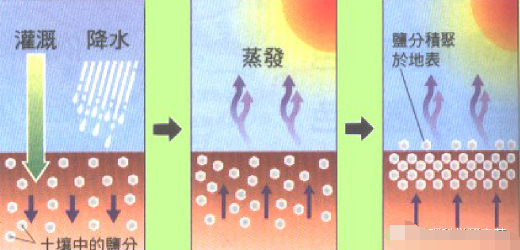 什么是土壤鹽堿（漬）化？