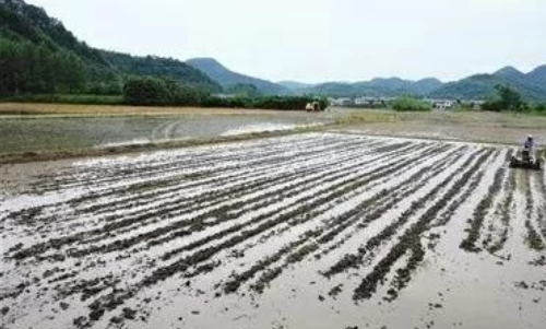 黏質土壤這樣施肥，效果更好!