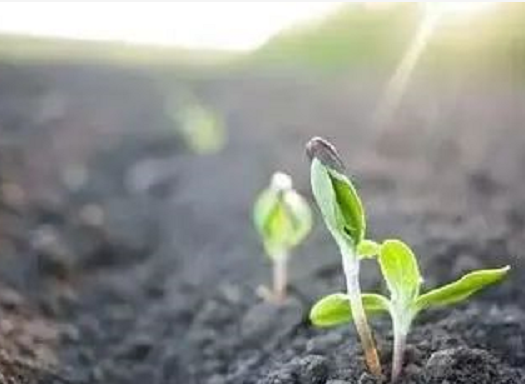 土壤的生命核心是“微生物”