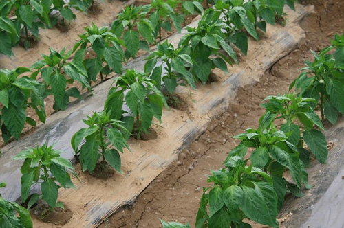 央視：生物菌肥效果好，大膽用！