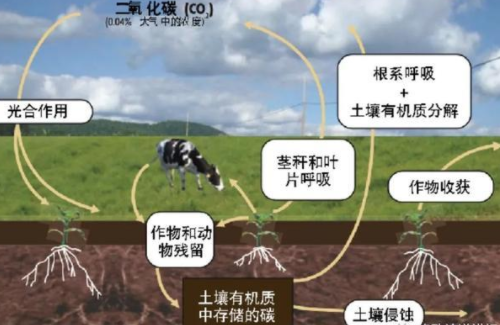 提高土壤有機(jī)質(zhì)含量的措施