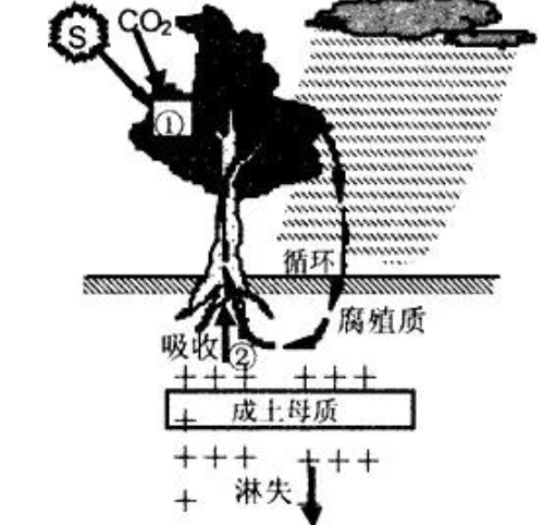 地理筆記：土壤