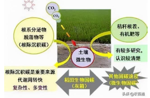 土壤微生物對植物大、中、微量元素的轉(zhuǎn)化作用