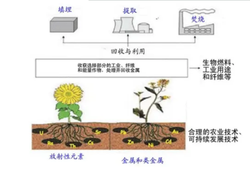 植物對(duì)土壤污染的修復(fù)有哪些方式