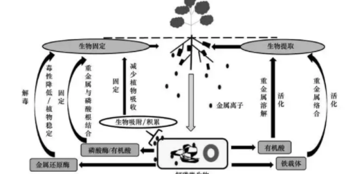 植物對(duì)土壤污染的修復(fù)有哪些方式