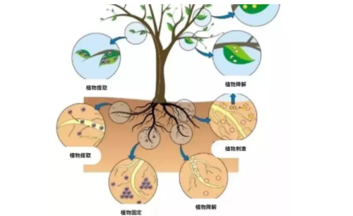 植物對(duì)土壤污染的修復(fù)有哪些方式