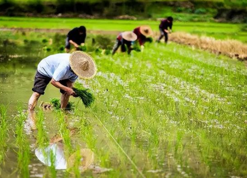 “秸稈還田”可改良土壤結(jié)構(gòu)？農(nóng)民表示：這一措施也存在一些弊端