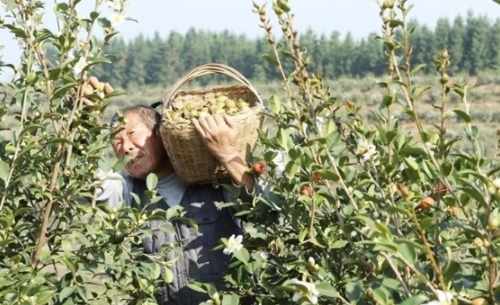 推進以縣城為重要載體，棕櫚股份助力國家勾勒城鎮(zhèn)化建設新圖景