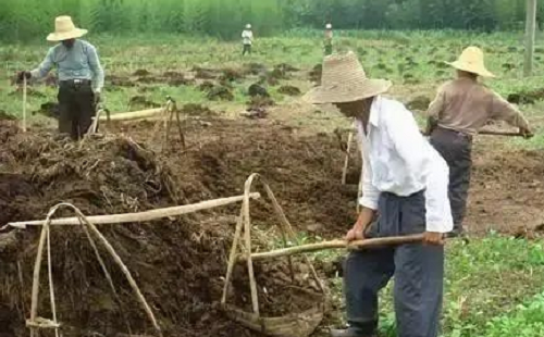 牛糞寡，馬糞肥，雞糞是個“大惡鬼”是什么意思？不知道的趕緊看！