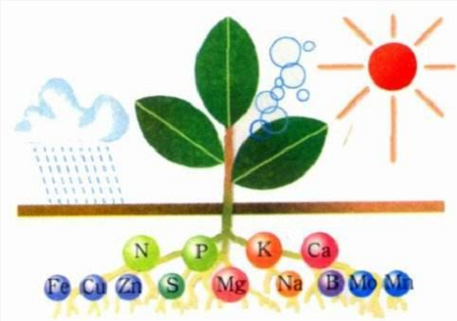 肥料施到地里多久能吸收？看完就懂了！