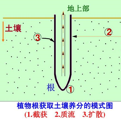 肥料施到地里多久能吸收？看完就懂了！