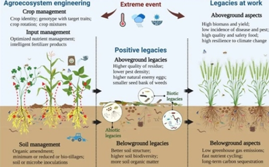 土壤正向遺留效應(yīng)可提升農(nóng)田可持續(xù)性