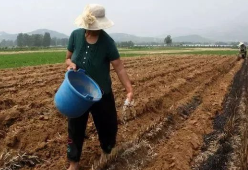 菌肥施用要因“土”而異！別讓菌“死”在你手里！