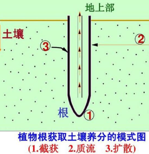 肥料施入土壤中多久才能被作物吸收？水溶性肥當(dāng)天就被作物吸收