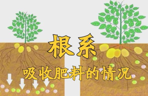 肥料施入土壤中多久才能被作物吸收？水溶性肥當(dāng)天就被作物吸收