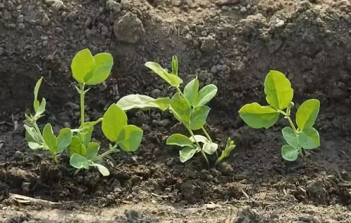 菌肥效果太好，施用一定要早！