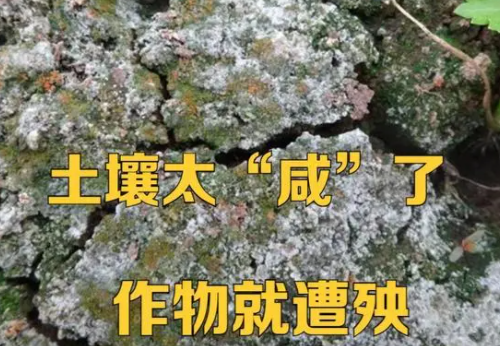 土壤吃得太“咸”了，種植的作物該遭殃了，這事該怎么辦？