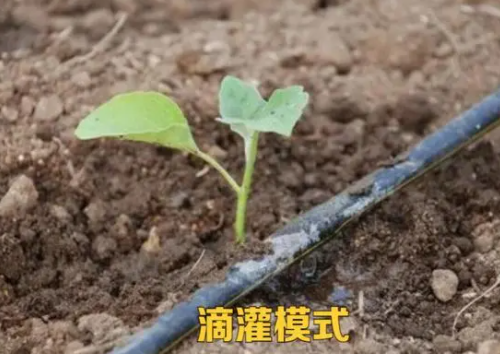 土壤吃得太“咸”了，種植的作物該遭殃了，這事該怎么辦？