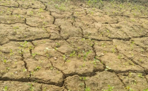 土壤鹽分過(guò)多對(duì)植物的危害是什么