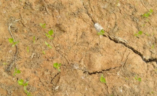 土壤鹽分過(guò)多對(duì)植物的危害是什么