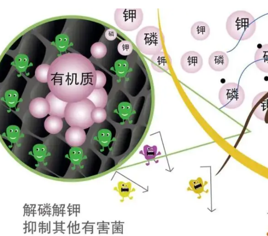 在什么情況下禁止使用菌肥？避開(kāi)這4點(diǎn)因素，土壤越種越肥