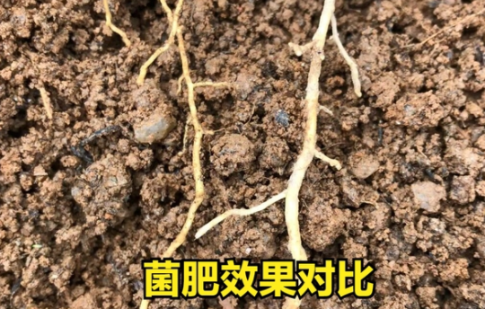 在什么情況下禁止使用菌肥？避開(kāi)這4點(diǎn)因素，土壤越種越肥