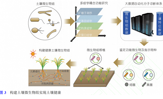 影響作物根系生長的三要素