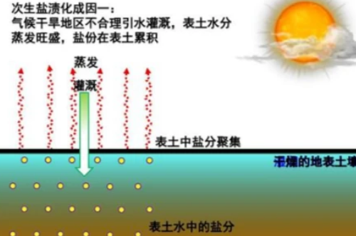 關(guān)于土地鹽堿化，這篇知識點全部匯總出來了