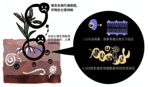 農(nóng)田土壤重金屬污染危害