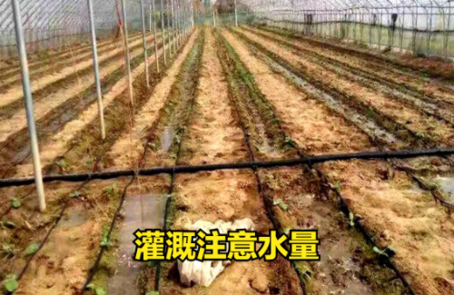 為了解決土壤的“透氣性”，我們做的這些“好事”，卻變成了壞事