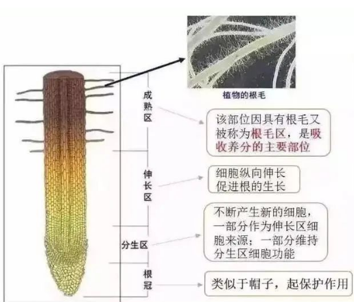 白根有勁、黃根保命、黑根有病、灰根要命！根系應(yīng)該如何養(yǎng)？