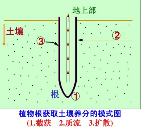 肥料施到地里多久能吸收？