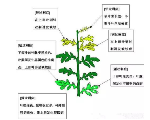 肥料施到地里多久能吸收？