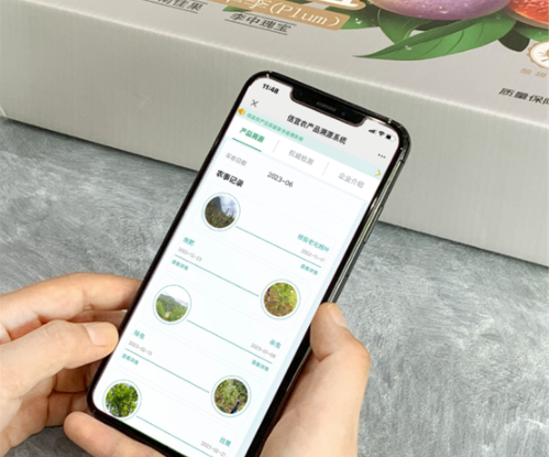 信宜“銀妃”三華李：用品控溯源體系贏得市場信賴