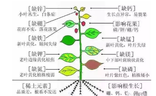 土壤—植物營養(yǎng)—人體健康的關(guān)系