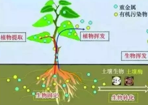 菌肥和有機(jī)質(zhì)！缺一不可！