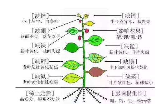 土壤—植物營養(yǎng)—人體健康的關(guān)系