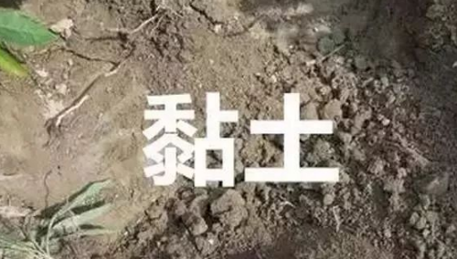 沙土、黏土、鹽堿土，澆水施肥有講究