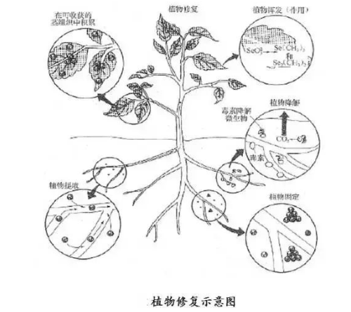 工農(nóng)業(yè)污染土壤修復(fù)技術(shù)大全