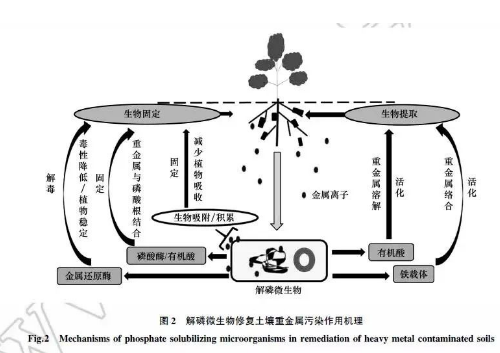 普及土壤修復(fù)技術(shù)的種類及優(yōu)缺點(diǎn)