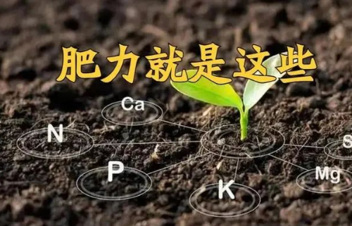 “土壤肥力”到底是什么？提高肥力提高的什么？一句話弄懂了