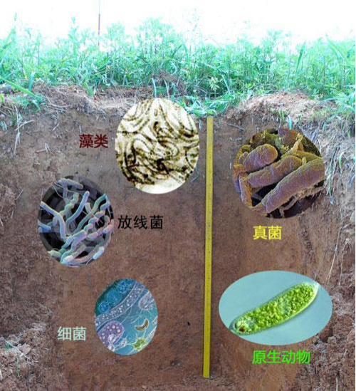 人工土壤沙地改良機(jī)理