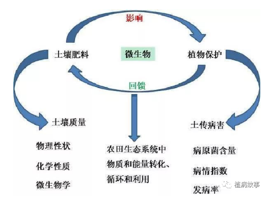 作物土傳病害主要有哪些？發(fā)生原因和防治方法如何？