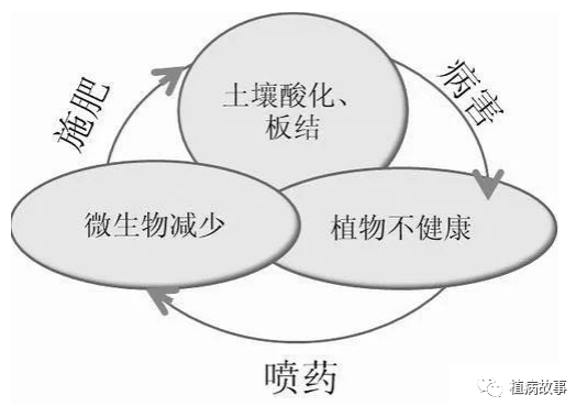 作物土傳病害主要有哪些？發(fā)生原因和防治方法如何？