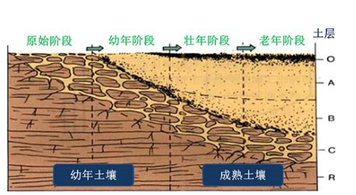 土壤有機(jī)質(zhì)最全解讀！