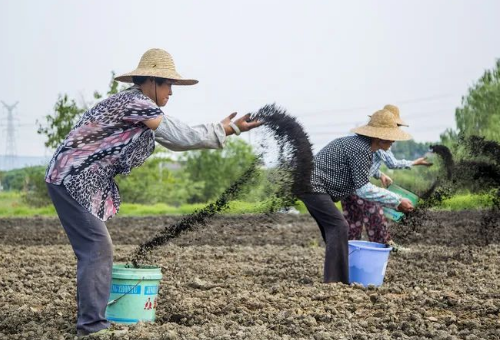 【中醫(yī)農(nóng)業(yè)】：整治土壤亞健康勢在必行