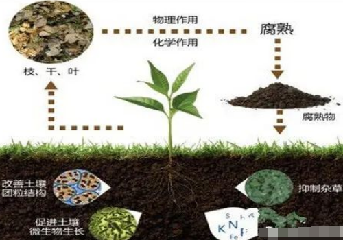 土壤有機(jī)質(zhì)對(duì)土壤肥力的七大作用